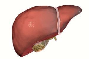 3d Illustration of a Gallbladder